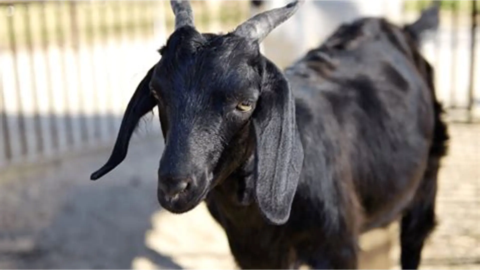 Barbari Goat
